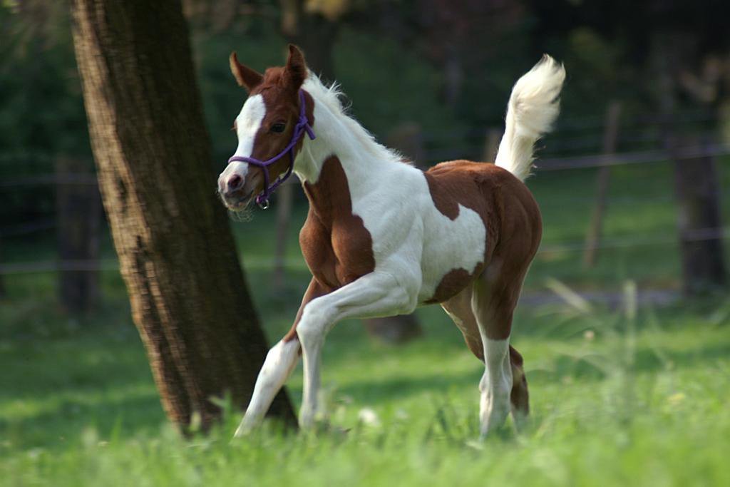 Coloured Arabian Foal